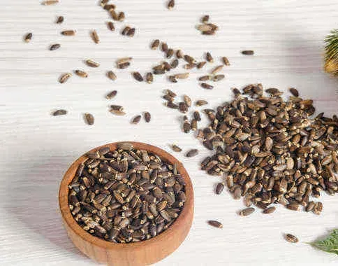 Milk Thistle Seed