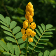 Senna Extract